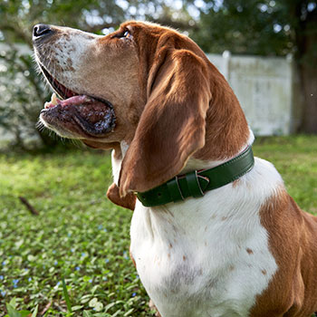 Milo Brand Dog Collar